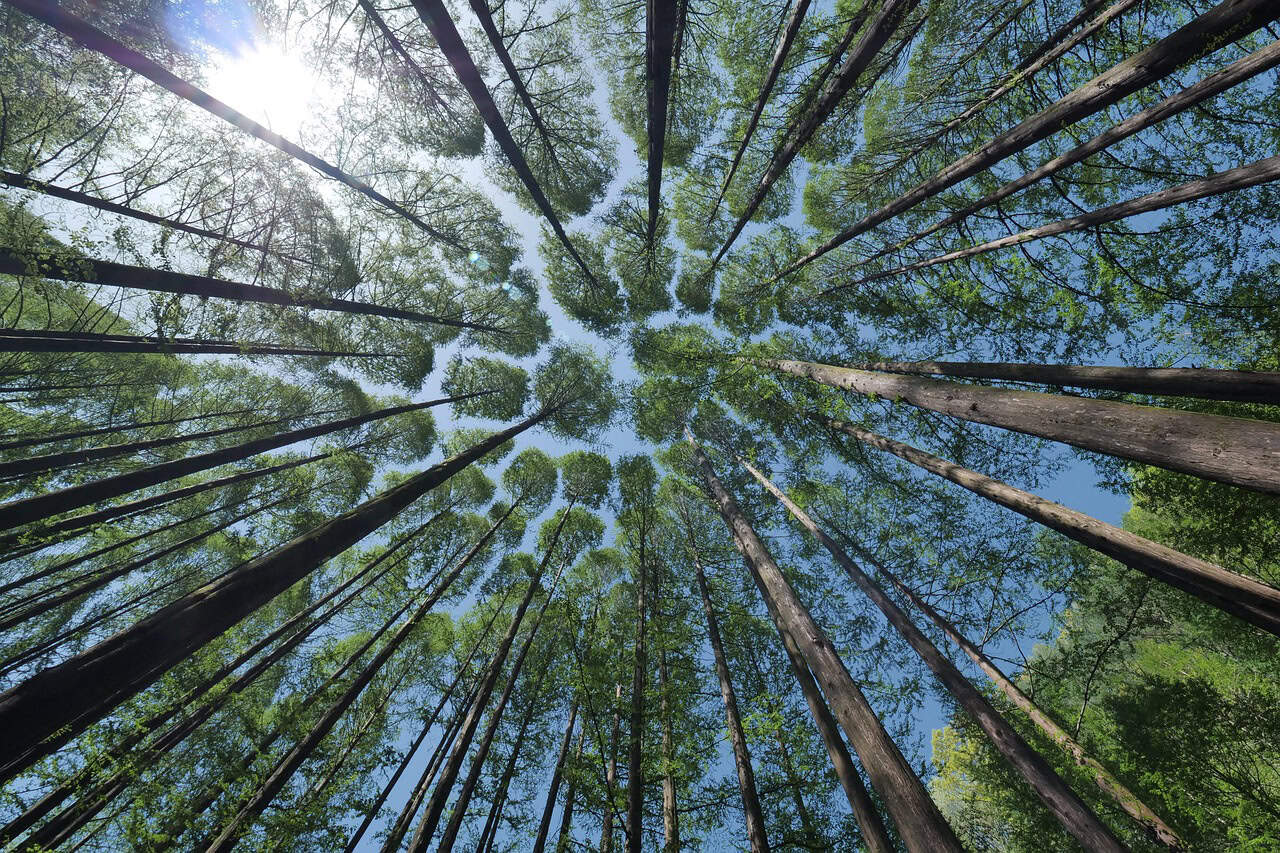 trees 4450514 1280
